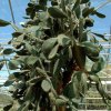 Opuntia_leucotricha